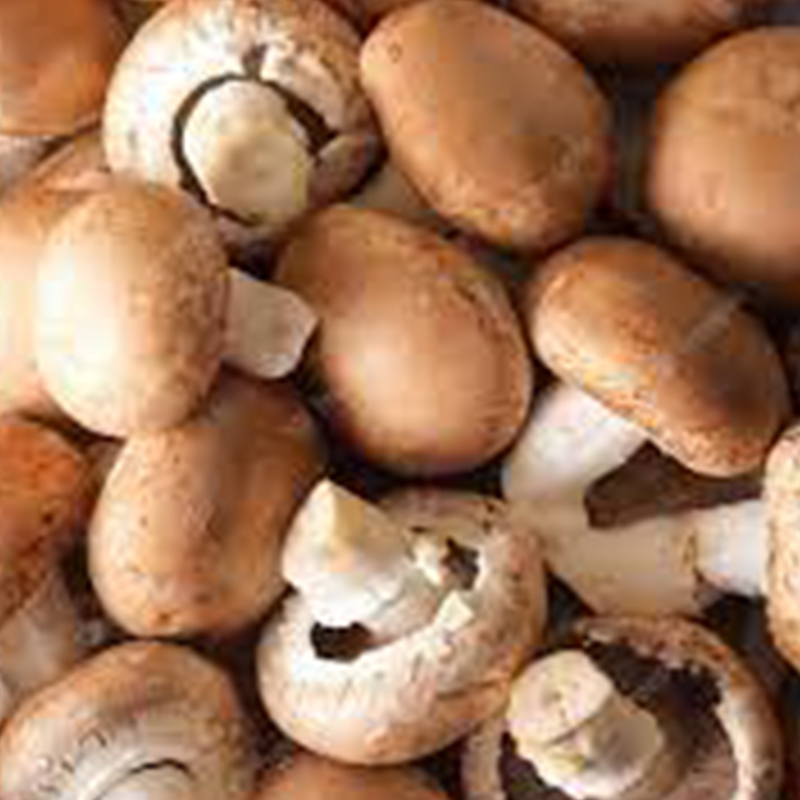 champignon brun