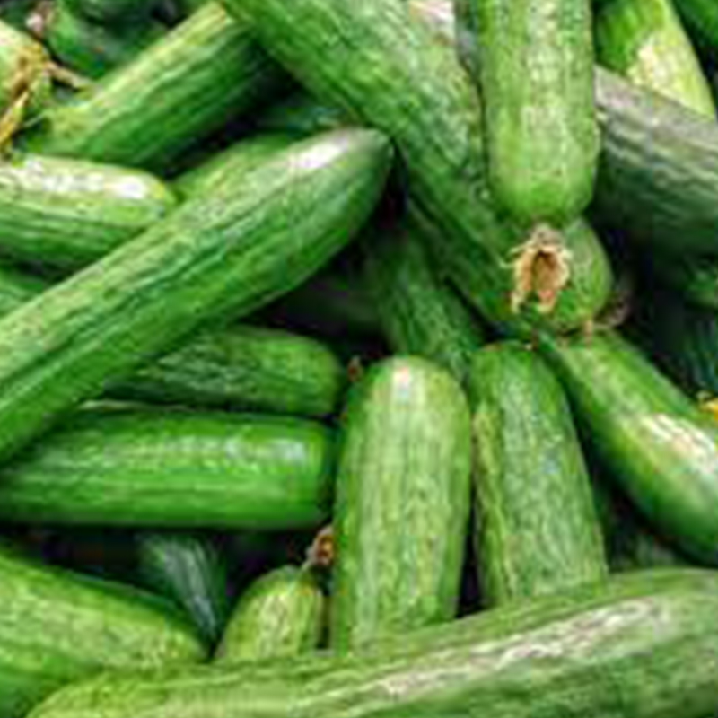 concombre