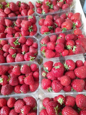 Fraise 500Gr