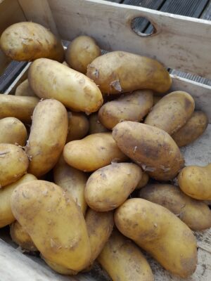 Pomme de terre nouvelle